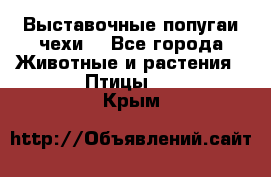 Выставочные попугаи чехи  - Все города Животные и растения » Птицы   . Крым